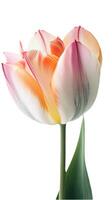 Beautiful Multicolor Tulip Flower on PNG Background. Generative AI. photo