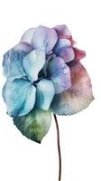 Water Droplets of Blossom Hydrangea Flowers on PNG Background. Generative AI. photo