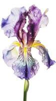 Amazing Image of Beautiful Iris Flower with Water Drops on PNG Background. Generative AI. photo