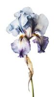 Amazing Image of Watercolor Iris Flower on PNG Background. Generative AI. photo