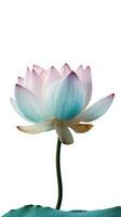 Amazing Image of Multi Color Lotus Flower with Water Drops on PNG Background. Generative AI. photo