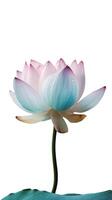 Amazing Image of Multi Color Lotus Flower with Water Drops on Background. . photo