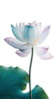 Amazing Image of Beautiful Blooming Lotus Flower with Leaves on PNG Background. Generative AI. photo