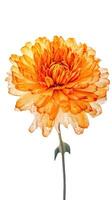 Stunning Macro Image of Water Droplets Carnation Flower in Chrome Yellow Color. . photo