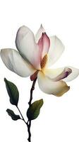 Amazing Image of Soft Pink Magnolia Flower on Transparent Background. Generative AI. photo