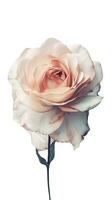 acuarela Rosa flor en transparente antecedentes. generativo ai. foto
