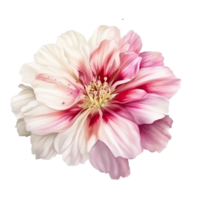 Vector Illustration of Soft Pink Blossom Clementine Flower. png