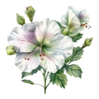 Watercolor Drawing White Hibiscus Flowers Bouquet Isolated Background. png