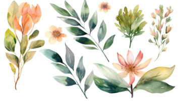 Watercolor Drawing Blossom Clementine Flowers, Leaves Decorated Background. png