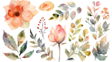 Colorful Watercolor Anemone Flower and Leaves Background. png