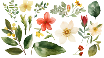 Watercolor Colorful Clementine Flowers, Leaves and Bud Decorated Background. png