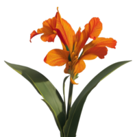 canna flower red beauty flora green leaf to decoration png