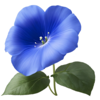 Blue Morning Glory flower floral  and green leaf png file transparent, closeup or macro by Ai generative