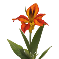 canna flor vermelho beleza flora verde folha para decoração png