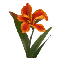 canna flower red beauty flora green leaf to decoration png