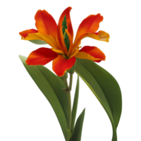 canna flower red beauty flora green leaf to decoration png