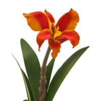 canna flower red beauty flora green leaf to decoration png