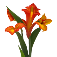 canna flower red beauty flora green leaf to decoration png