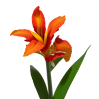 canna flower red beauty flora green leaf to decoration png