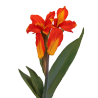 Canna Blume rot Schönheit Flora Grün Blatt zu Dekoration png