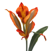 canna flower red beauty flora green leaf to decoration png