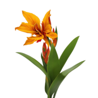 canna flower red beauty flora green leaf to decoration png