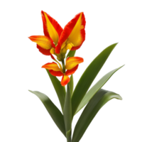 canna flower red beauty flora green leaf to decoration png