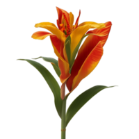 canna flor vermelho beleza flora verde folha para decoração png