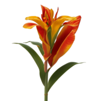 canna flower red beauty flora green leaf to decoration png