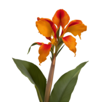 canna flower red beauty flora green leaf to decoration png