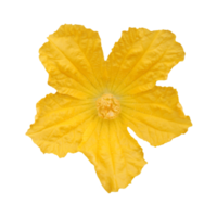 cut outline yellow flower sponge gourd png