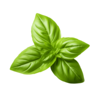 Fresh organic basil leaves, close-up, isolated on transparent background. AI Generated png