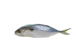 cavalinha mar peixe png transparente