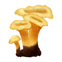 chanterelle mushroom hand drawn illustration png
