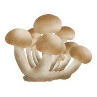 beech mushroom hand drawn illustration png