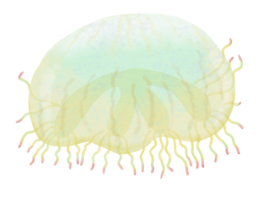 geléia peixe água cor pastel mão desenhado ilustração png