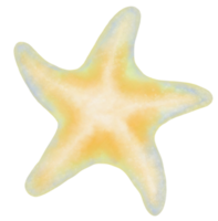 estrella de mar mano dibujado pastel agua color ilustración png