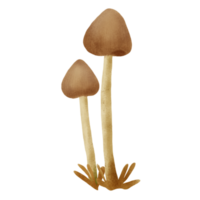 liberté casquette champignon main tiré illustration png