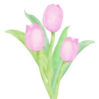 Tulips bouquet hand drawn water color illustration drawing png