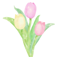 Tulips bouquet hand drawn water color illustration drawing png