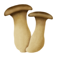 king trumpet mushroom hand drawn illustration png