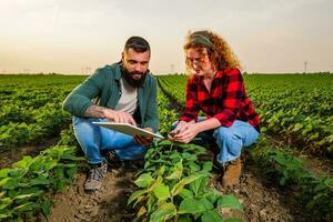 familia agrícola ocupación. hombre y mujer son cultivando haba de soja. ellos son examinando el Progreso de plantas. foto