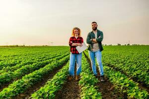 familia agrícola ocupación. hombre y mujer son cultivando haba de soja. ellos son satisfecho con bueno Progreso de plantas. foto