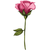 Hand gezeichnet Aquarell einer Rosa Rose isoliert auf transparent Hintergrund. png