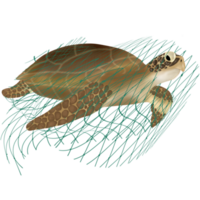 Schildkröte isoliert auf Netz png