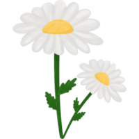 Daisy flower isolated png