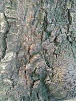 alivio textura de el marrón ladrar de un árbol con verde musgo en él. vertical foto de un árbol ladrar textura.