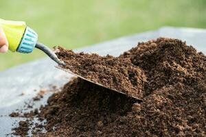 Gardener woman holding peat moss organic matter improve soil for agriculture organic plant growing, ecology concept. photo