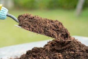 Gardener woman holding peat moss organic matter improve soil for agriculture organic plant growing, ecology concept. photo