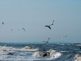 landscape nature sea seagulls sky photo